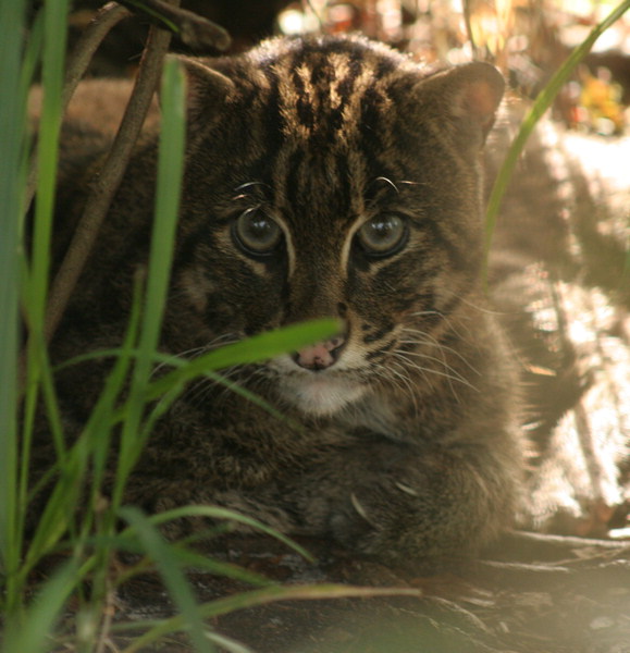 Fishing Cat