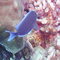 A pretty blue fish