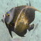 Angel fish