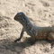 Beach lizard