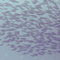 A school of fish passing by