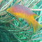 Another pretty fish