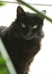 A rare siting of Boo on a comando drill