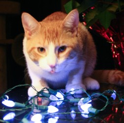 Lucky checks Christmas tree lights