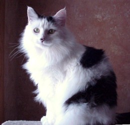 Queen Moo