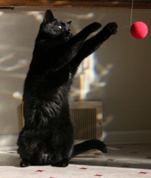 Ray, tetherball champ